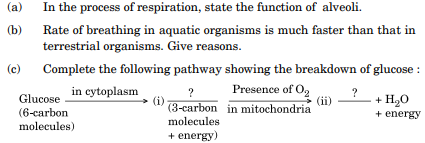 ncert solution 10th science 31-5-1 question 19